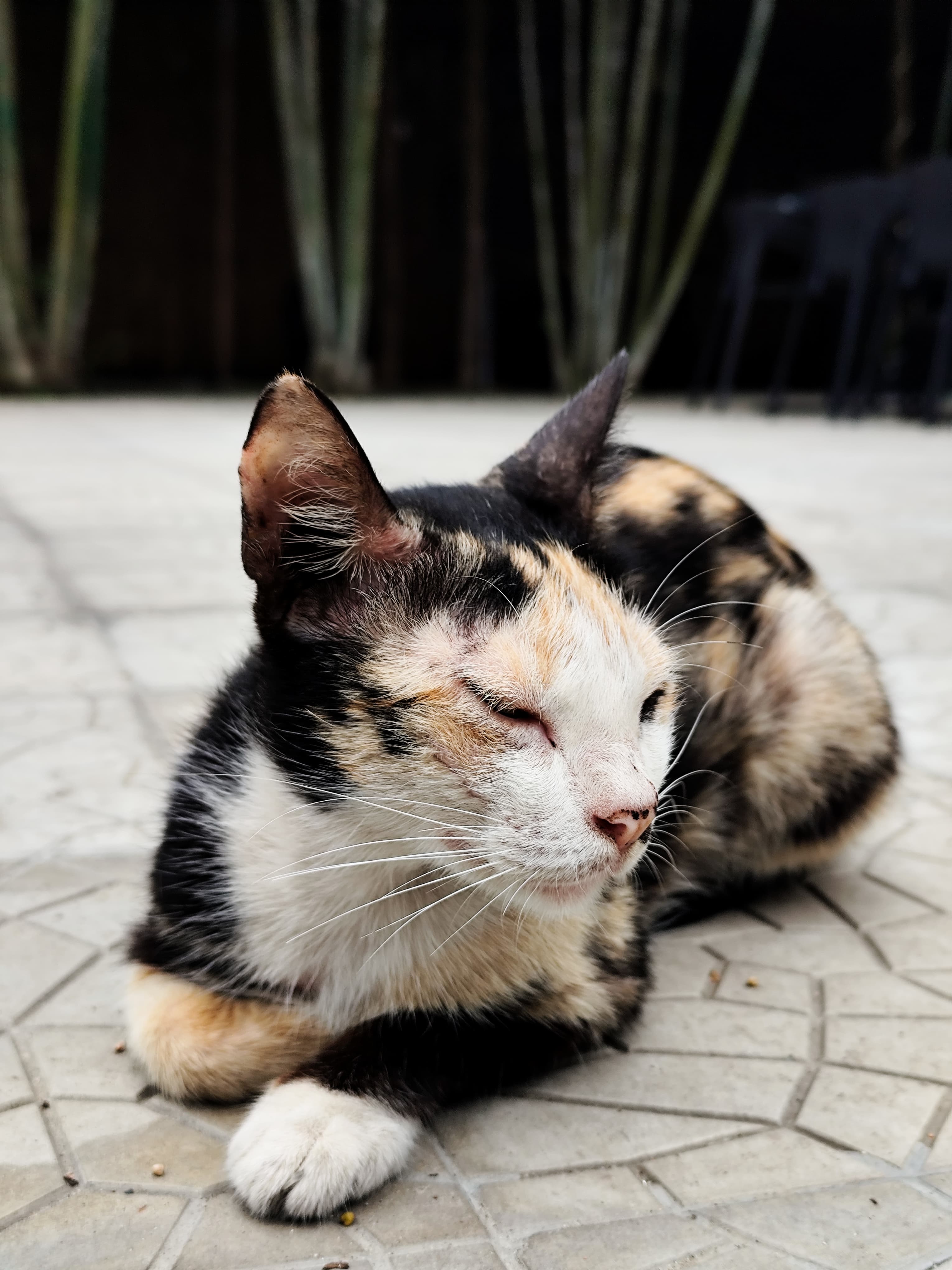 A Sleeping Cat